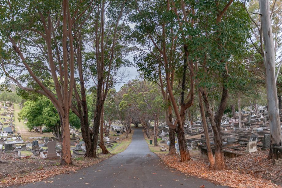 Beautiful trees line a road, providing a lovely vista at Toowong Cemetery in Brisbane.